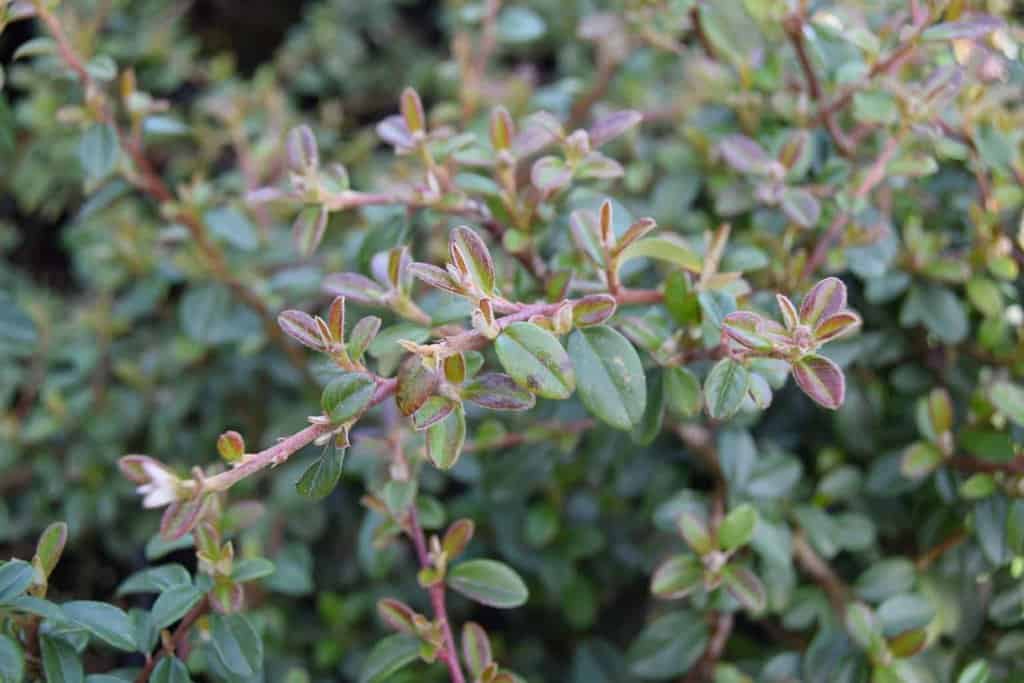 Cotoneaster x suecicus 'Coral Beauty' ---